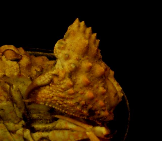 Calappa gallus T.F.C. pullus left cheliped.jpg